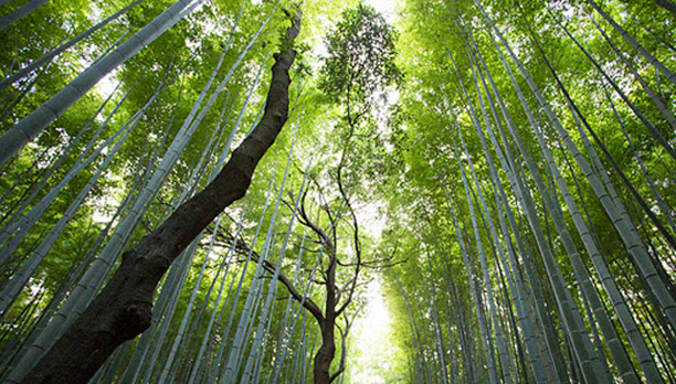 污泥低温真空脱水干化成套技术